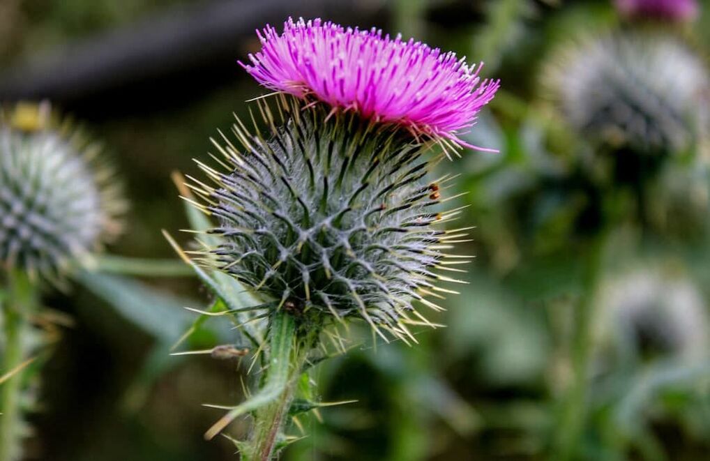 Купить Марал Гель в Таджикистане по низкой цене